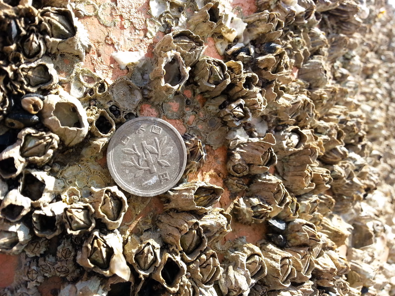 A close-up of a sea urchin cluster with a coin placed for scale.
