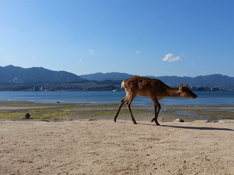 A deer walks across a sandy beach near the ocean with mountains and a city skyline in the background under a clear blue sky.