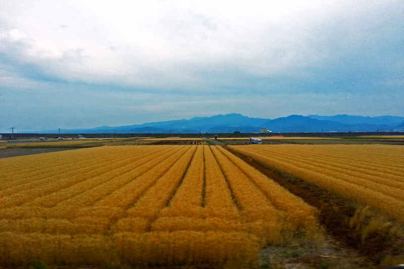 A serene rural landscape with golden crops stretching into the distance and a mountain range in the background.