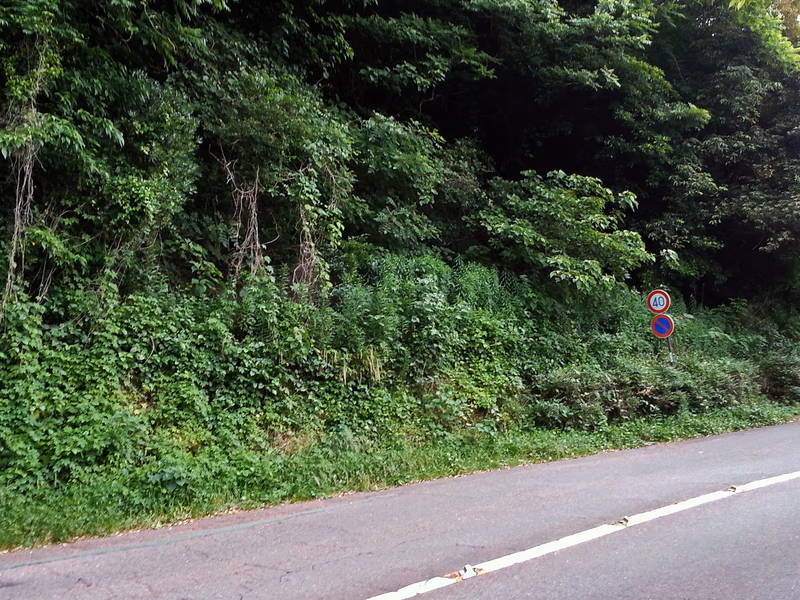 A road with a sign and dense vegetation on the side.