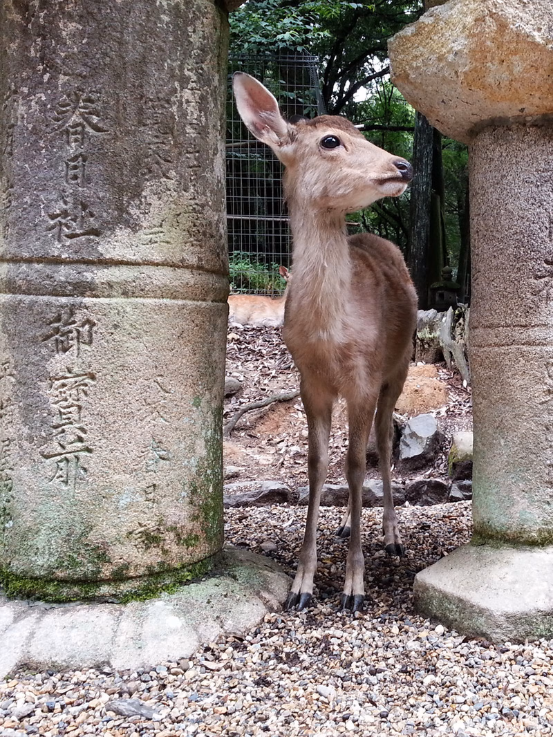 A small deer stands between two large stone pillars in a garden setting.