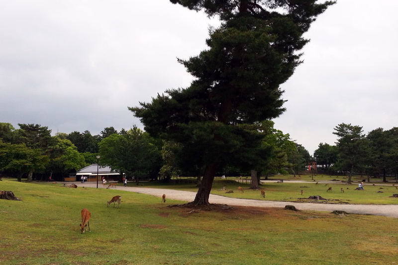 A large pine tree stands in a grassy park area with several dogs grazing nearby under an overcast sky.