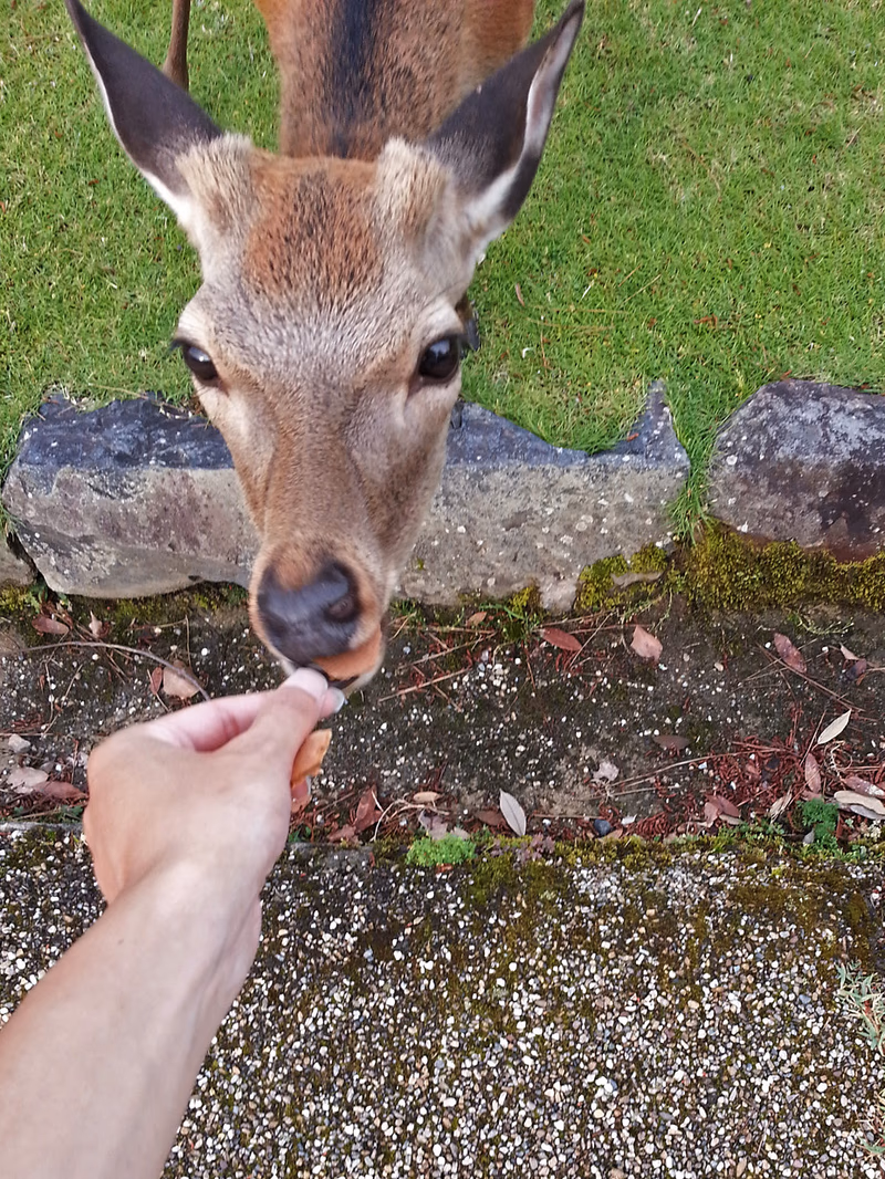 A deer is being fed by a person.