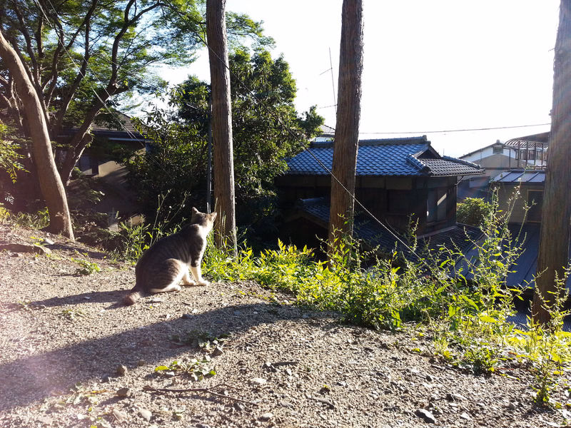 A tabby cat sits on the dirt ground near several trees and traditional Japanese houses on a sunny day.