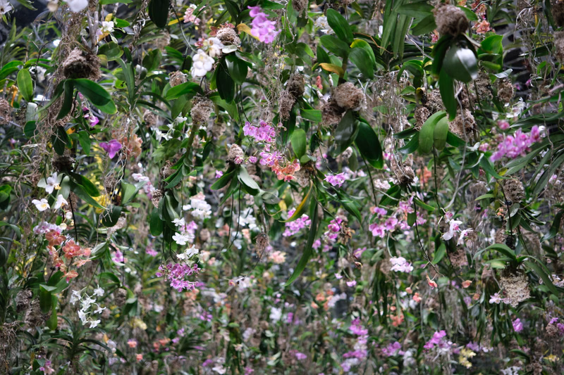 A dense garden scene featuring various pink, white, and purple flowers interspersed among green foliage and mossy clumps.