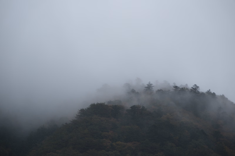 A dense fog envelops a forested mountain slope, obscuring the upper reaches of the trees.