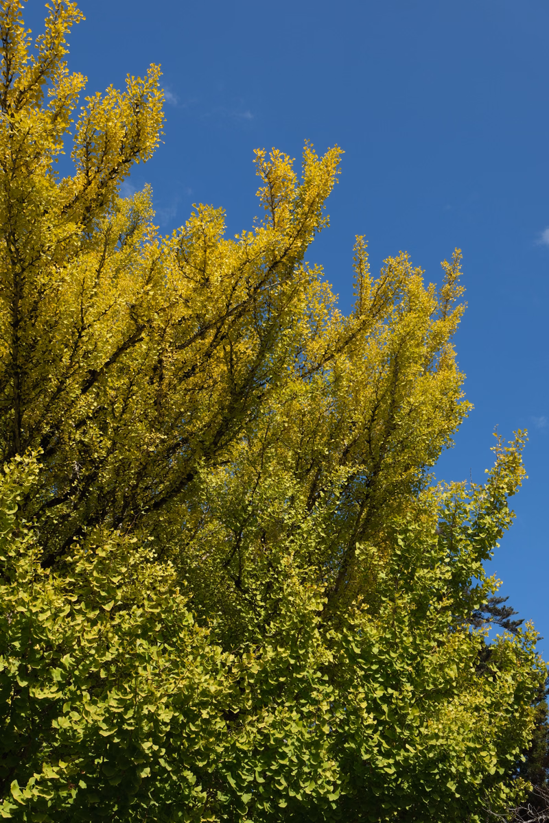 A vibrant display of trees with bright yellow foliage set against a clear blue sky.