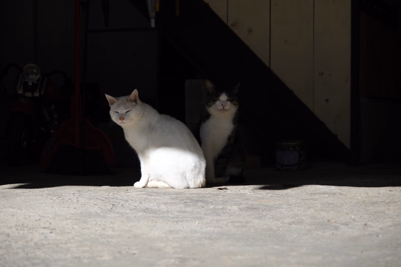 Two cats are visible in an outdoor alleyway; one white cat stands in the sunlight, and a black and white cat sits in the shadow.