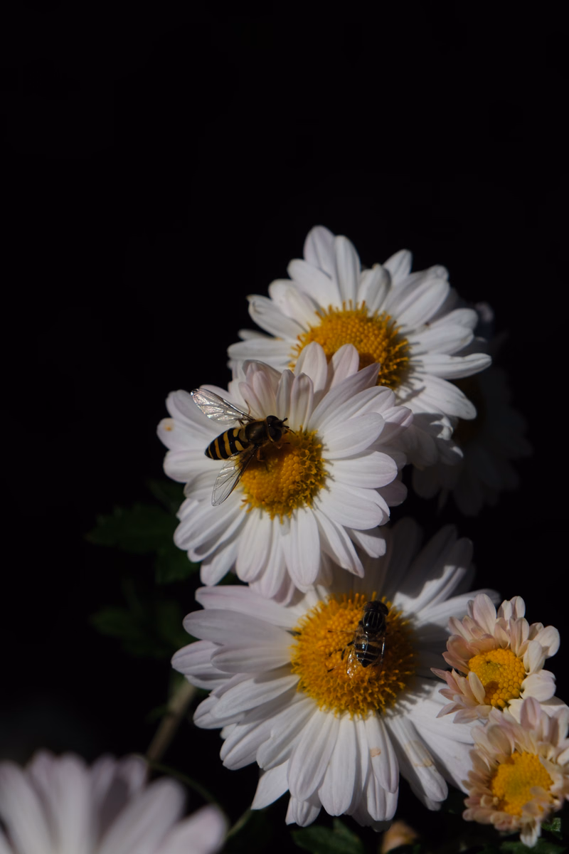 A bee is visible on a white and yellow daisy flower against a dark background.