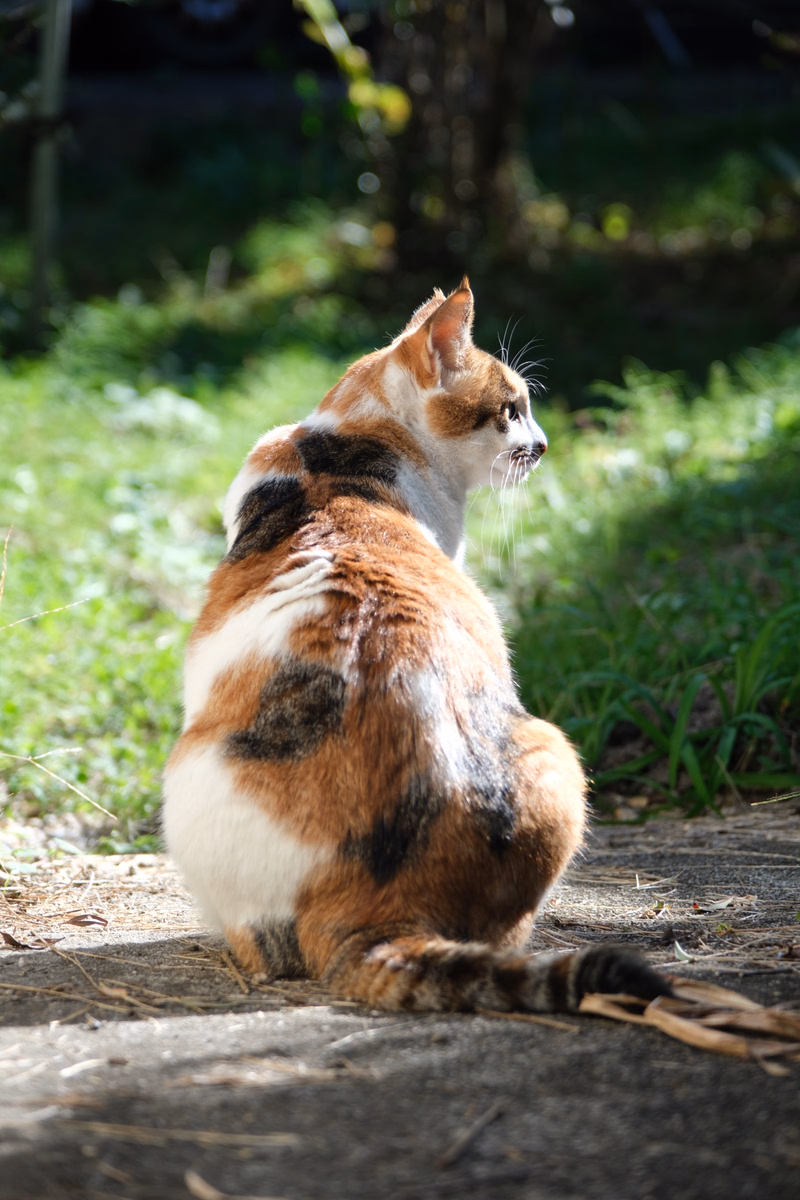 A brown and white tabby cat sits on a concrete surface outdoors, looking to the right.