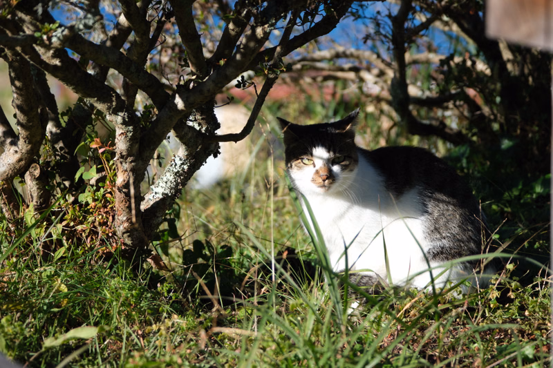 A black and white cat sits in the tall grass under the shade of a leafy tree on a sunny day.