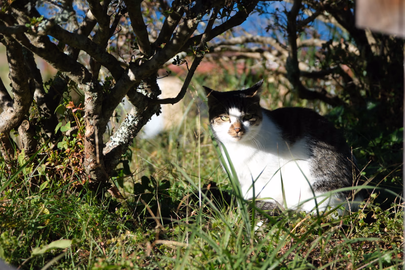A black and white cat sitting in a lush green area surrounded by trees and grass.