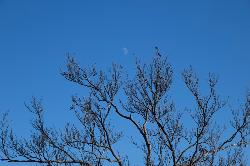 A crescent moon is visible in a clear blue sky above the bare branches of a deciduous tree.
