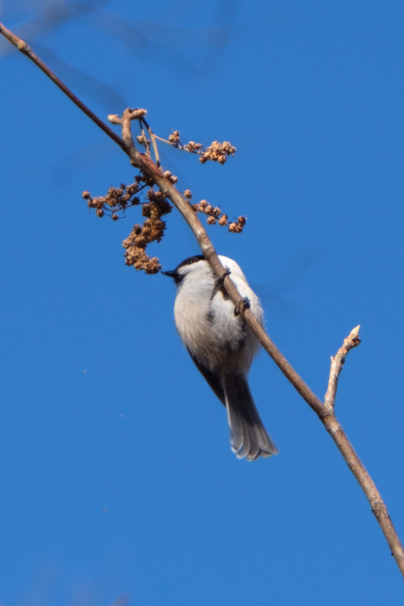 A small chickadee bird perches on a branch covered with dried seed heads against a clear blue sky.