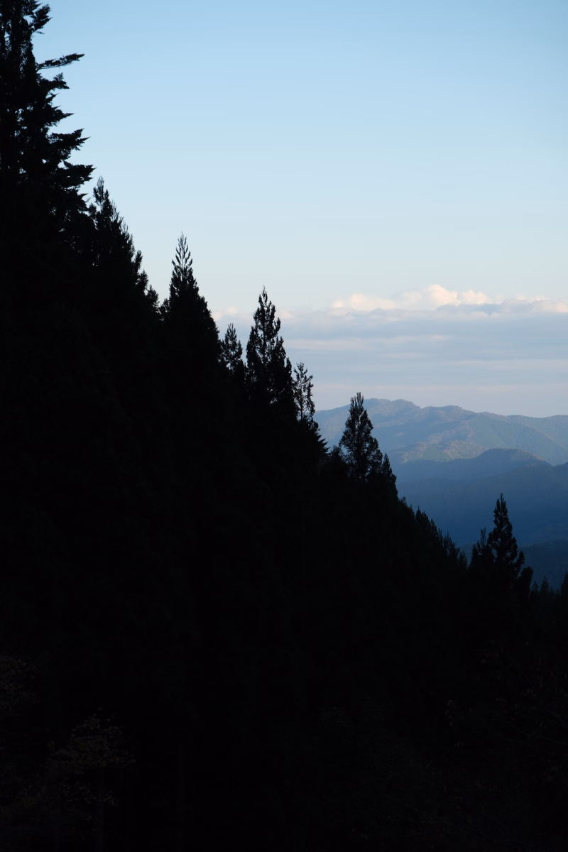A silhouette of dense pine trees covers the foreground against a bright blue sky with distant mountain ranges visible on the horizon.