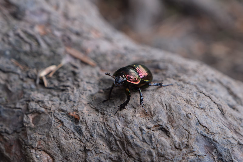 A small, iridescent green and black beetle is resting on the rough, textured surface of a large piece of wood.