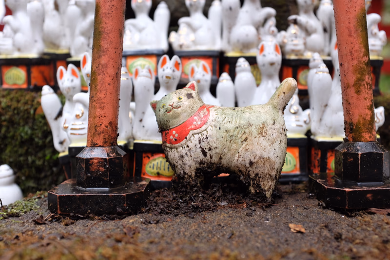 A photograph of a muddy cat wearing a red scarf, surrounded by moss and rusty metal posts.