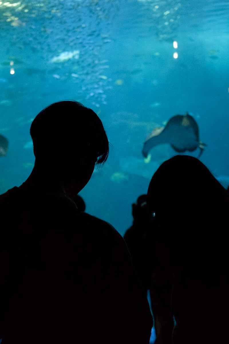 Silhouettes of people watching fish swim in a large aquarium tank underwater.