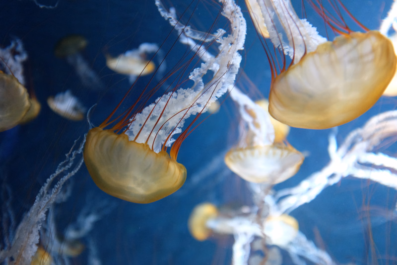 Several translucent jellyfish with long, trailing tentacles drift in a deep blue marine environment.