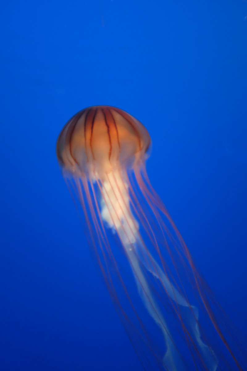 A translucent jellyfish with reddish-brown coloration floats against a deep blue background.