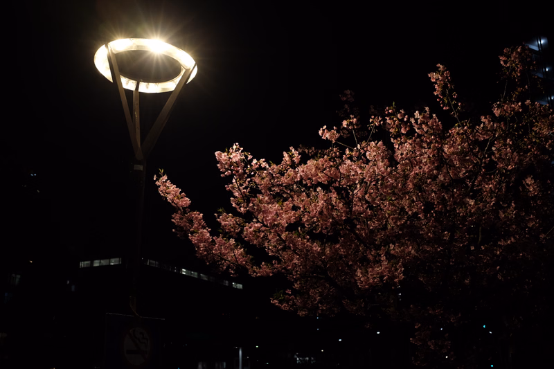 A bright street light illuminates a large, dark tree against the night sky in an urban setting.