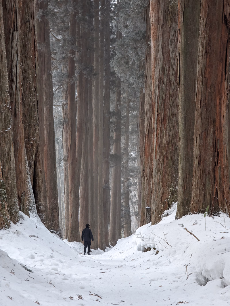 A person walks down a snowy path surrounded by massive, tall redwood trees in a winter forest.