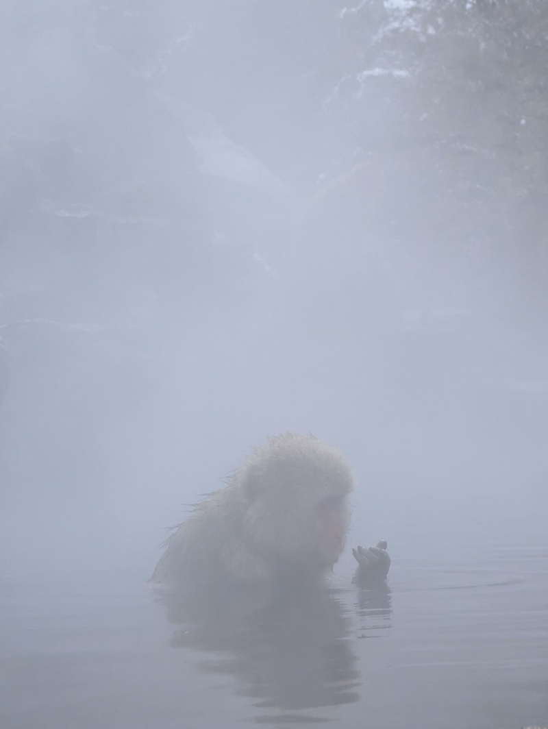 A large bear emerges from thick fog while standing in calm water.