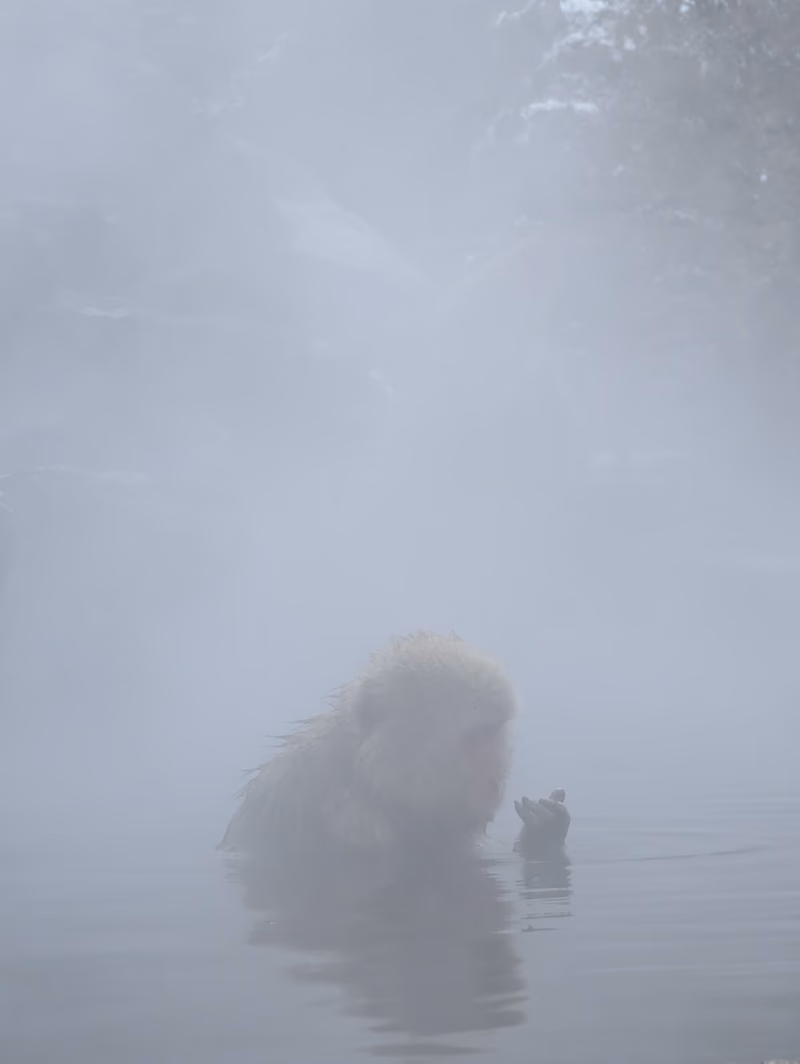 A dog in a misty, steamy environment