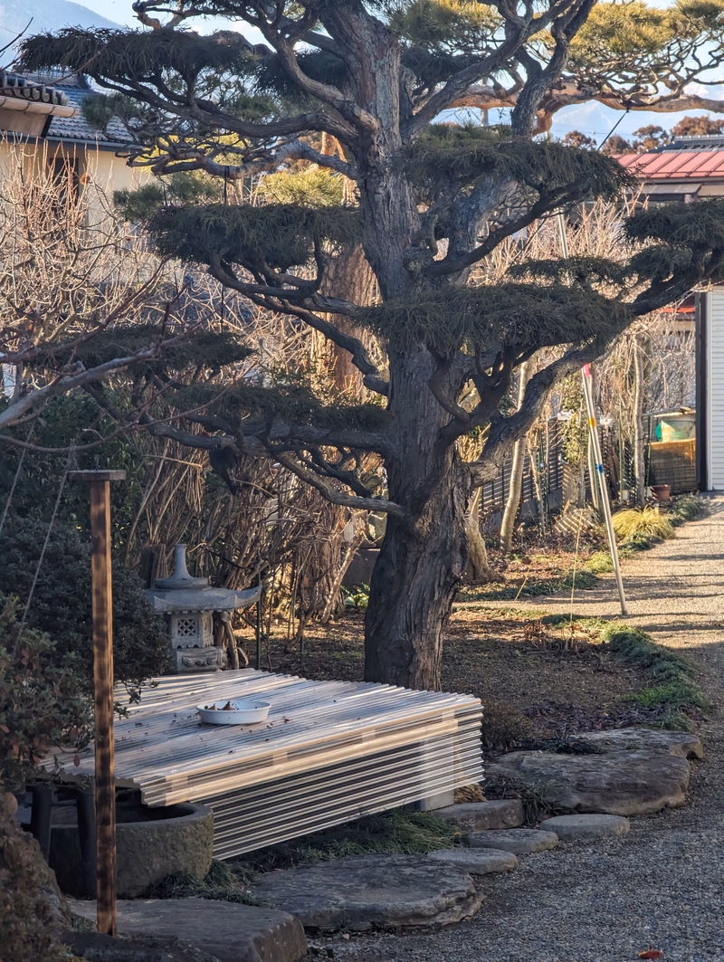 A large, mature pine tree dominates a garden setting, next to a low wooden table and a stone lantern.