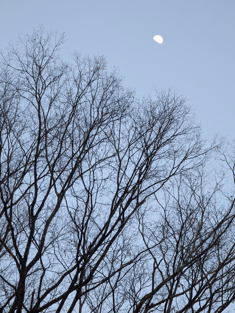Silhouettes of bare trees against a pale blue sky with a visible crescent moon.