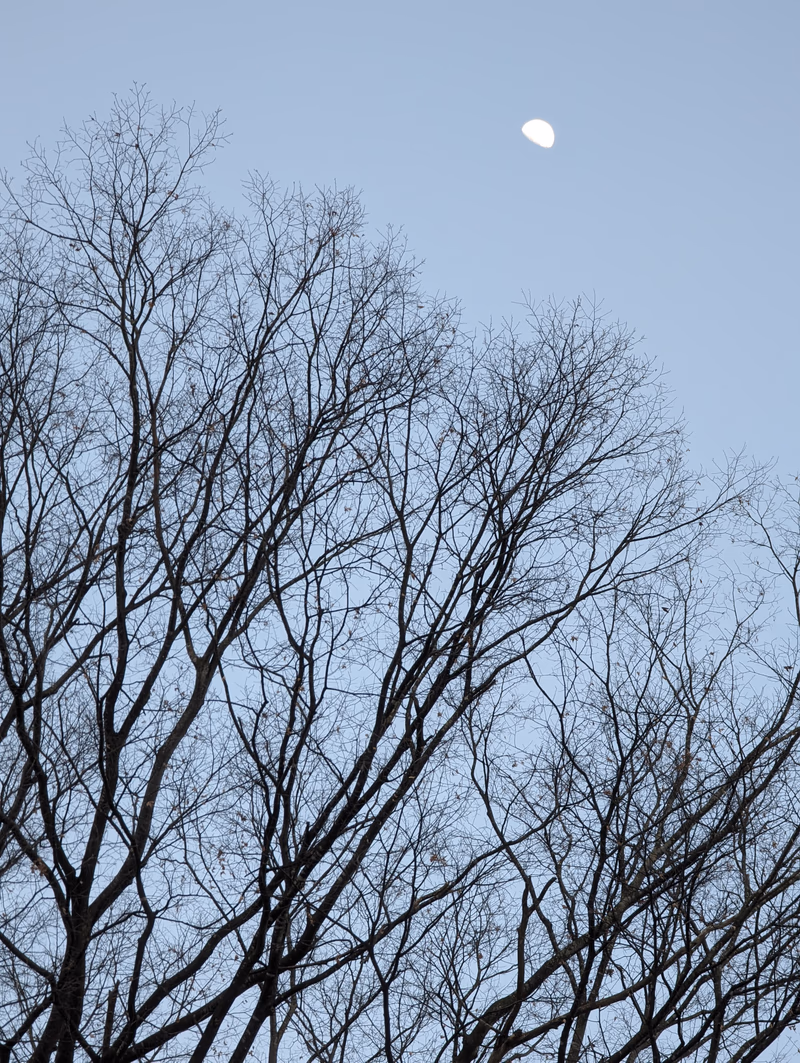 A photograph of a tree with a moon in the sky