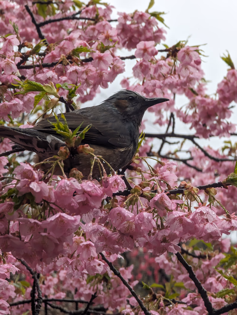 A black bird perched on a cherry blossom tree, surrounded by vibrant pink flowers.
