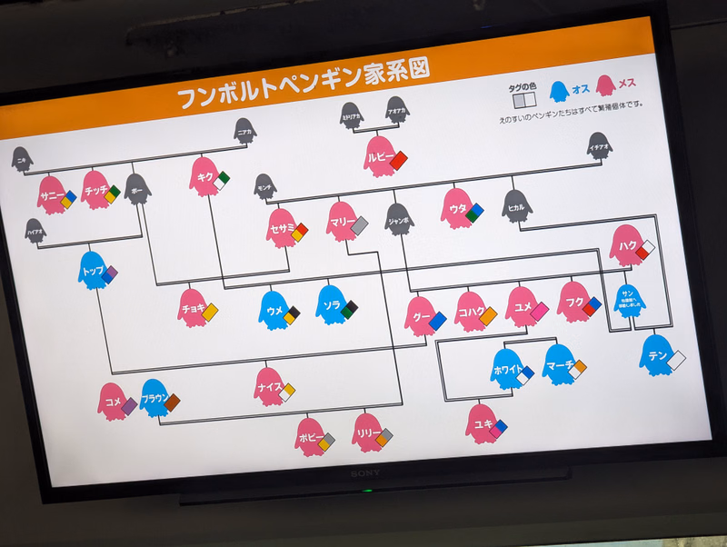 A chart titled "ファンボルトペンギン家系図" (Funbolt Penguin Family Tree) displays a family tree diagram of penguins with various colors.