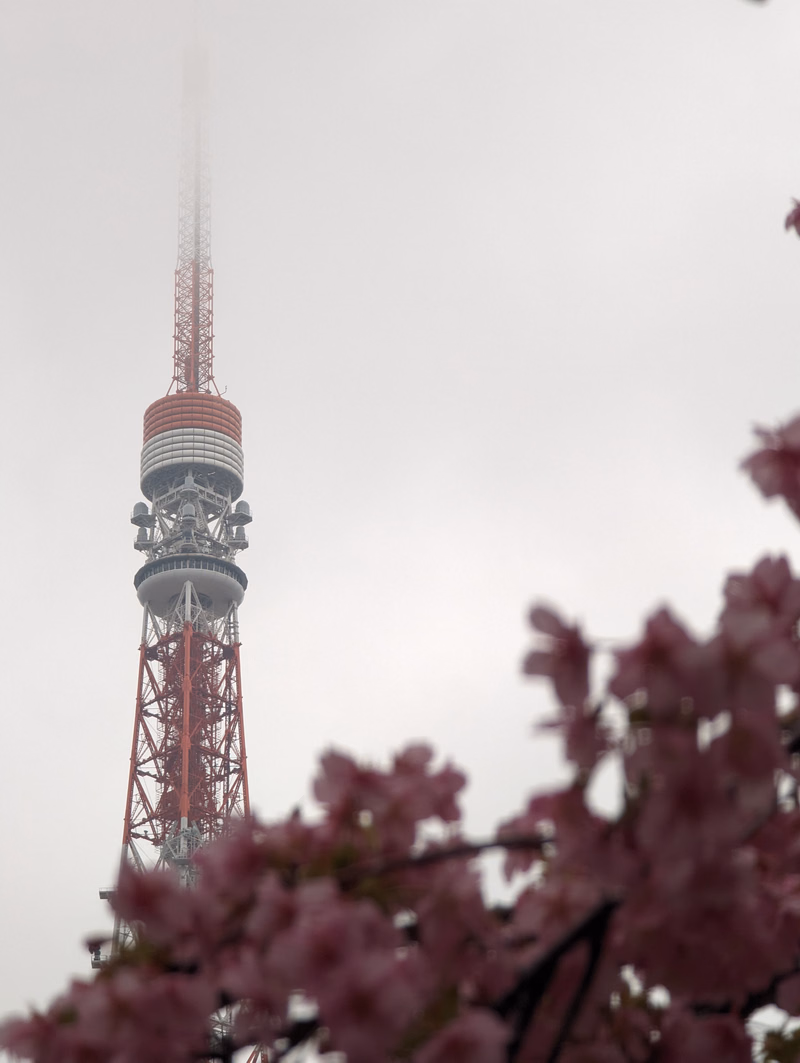 A tall broadcast tower stands against a bright, overcast sky, partially framed by blooming pink cherry blossoms in the foreground.