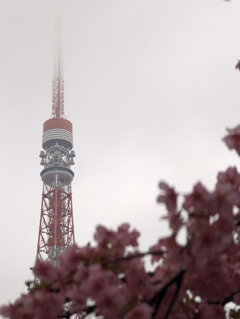 A tall red and white tower surrounded by cherry blossoms in Kachidoki, Japan.