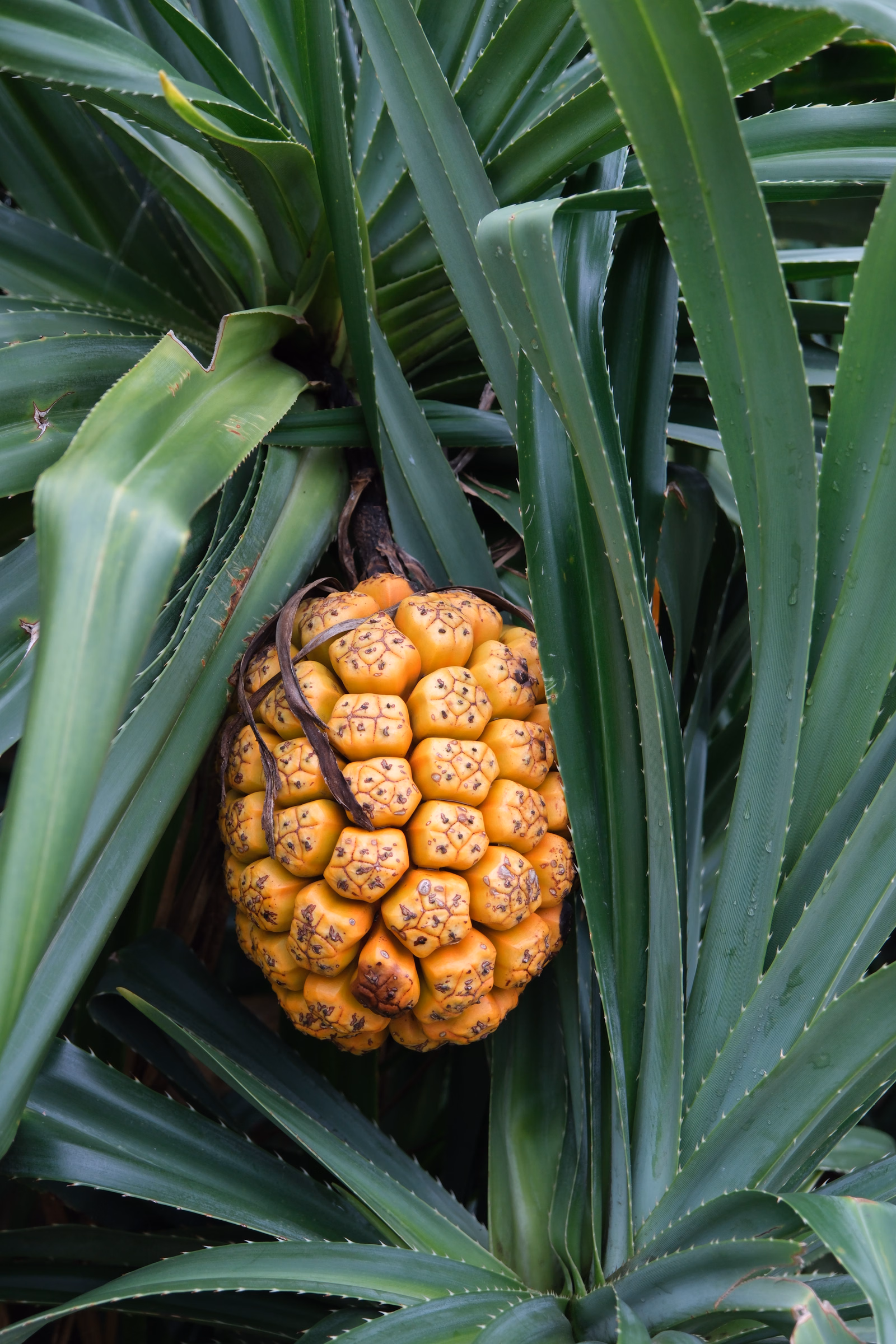 A large, textured, orange-brown fruit resembling a pinecone hangs among the long, green fronds of a tropical plant.