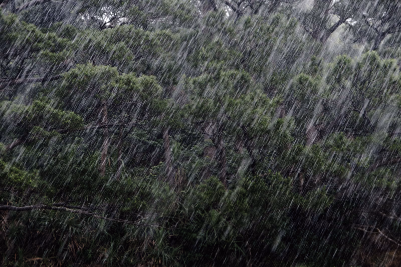 Heavy rain is falling onto a dense canopy of green trees in a forest setting.