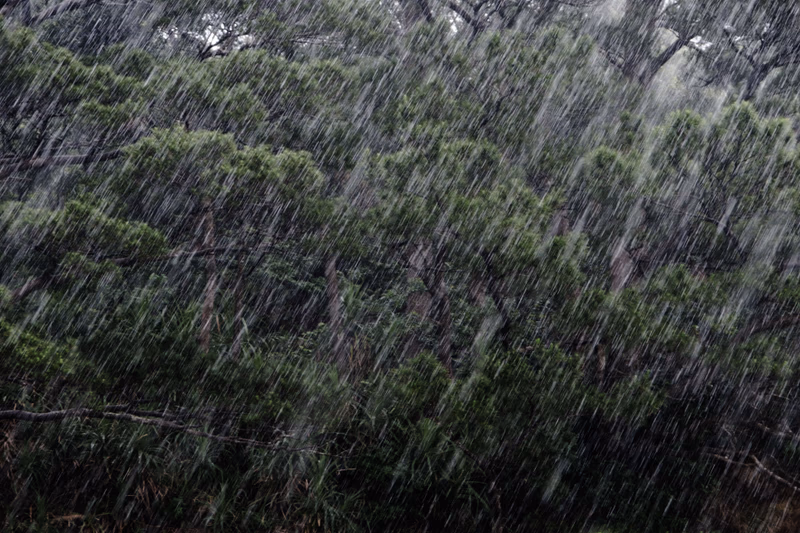 A photo of a tree with rain falling on it.
