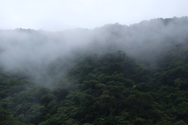 A dense, lush green forest covered in mist and low-hanging clouds on a mountainous slope.