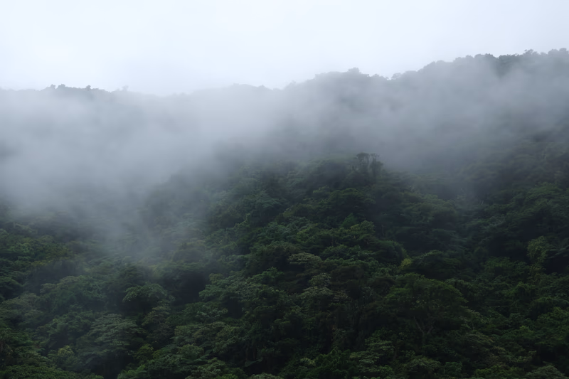 A misty forest on a mountain
