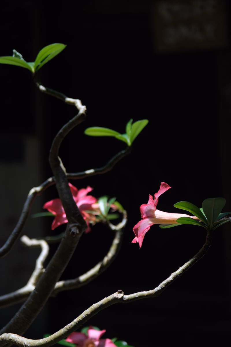 A close-up photograph of pink flowers blooming on dark, winding branches against a black background.