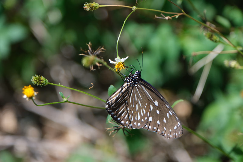 A patterned brown and white butterfly rests on a thin green stem near small yellow flowers in a natural setting.