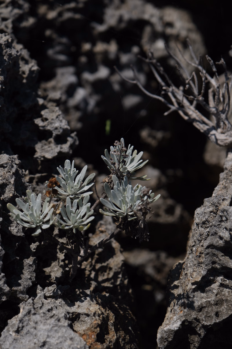 Small, silvery-green succulent plants are growing among dark, textured rocks in a dry, rocky environment.