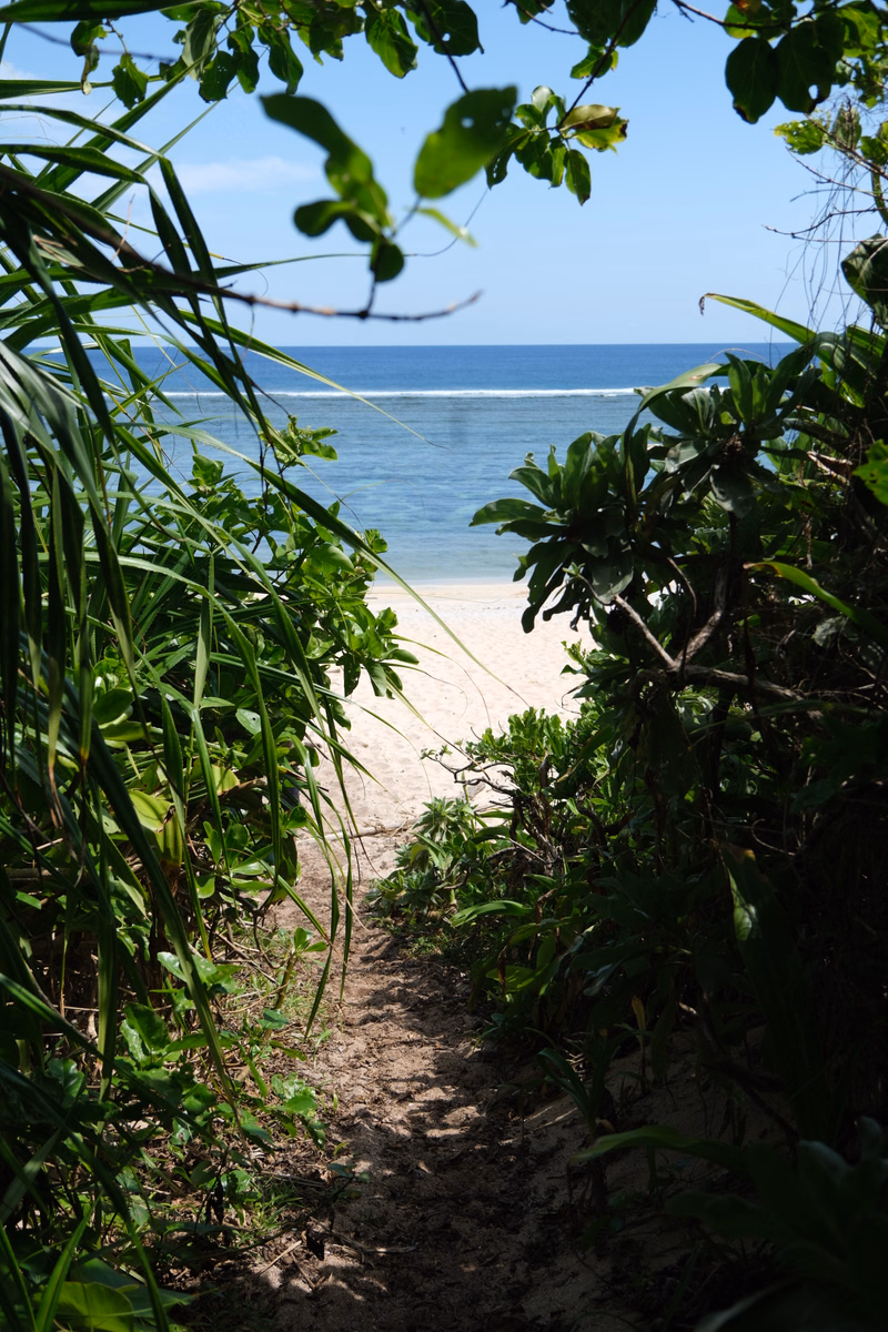 A dirt path winds through dense green foliage toward a bright blue ocean on a sunny day.