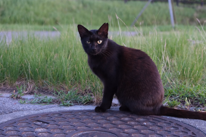 A black cat sits on a metal grate in front of tall green grass outdoors.