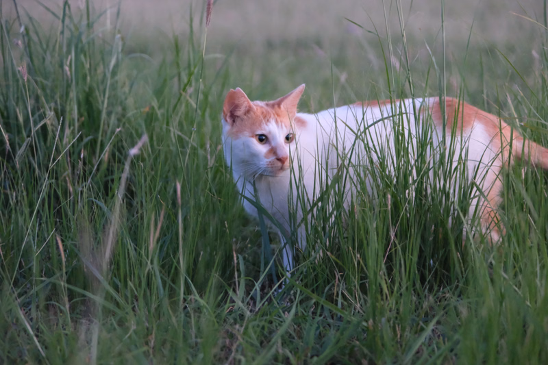 A ginger and white cat is partially hidden among tall green grass in an outdoor setting.