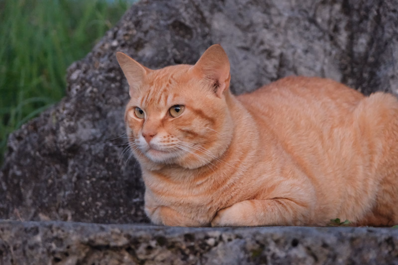 A fluffy orange tabby cat rests on a large gray rock outdoors, with green foliage visible in the background.