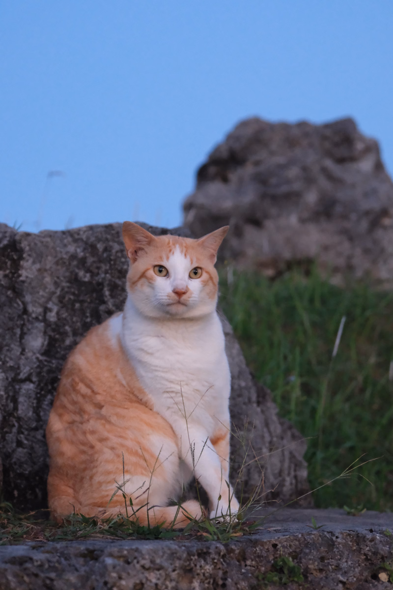 An orange and white cat sits on a rock outdoors with large grey rocks and green grass in the background under a blue sky.