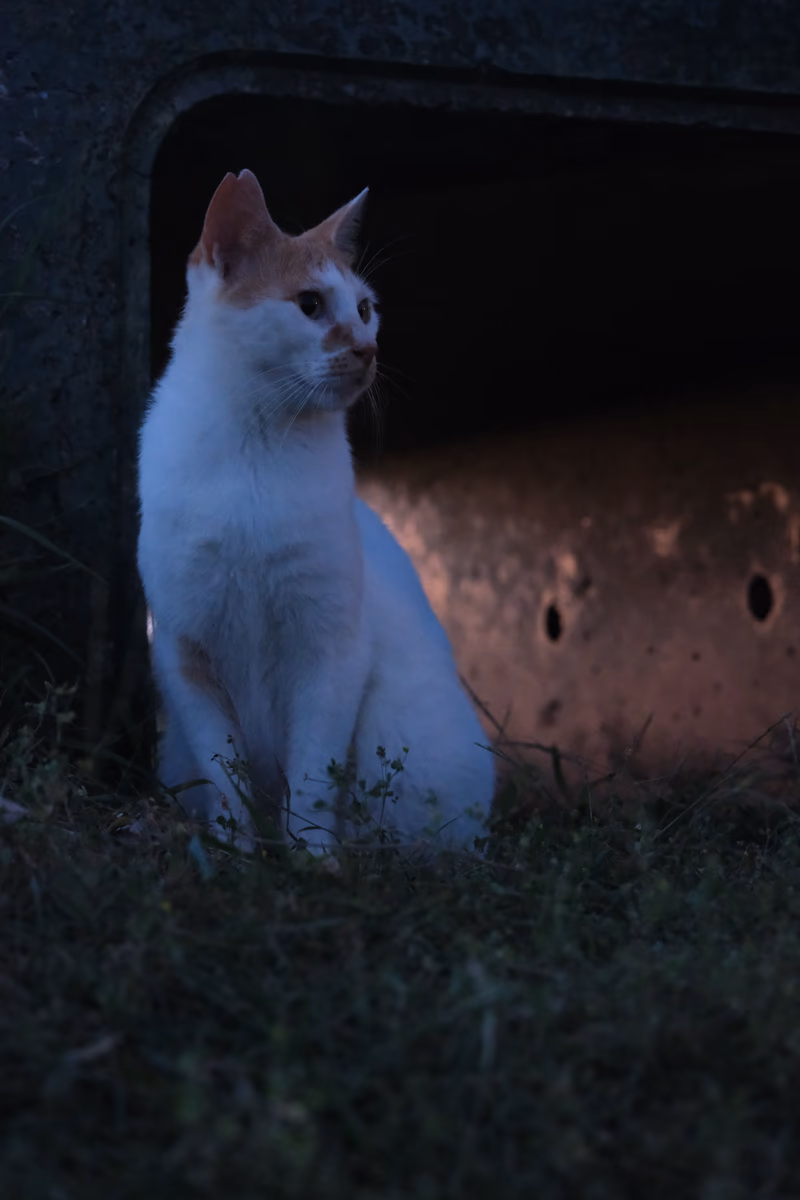 A white cat standing in a dark tunnel surrounded by plants.