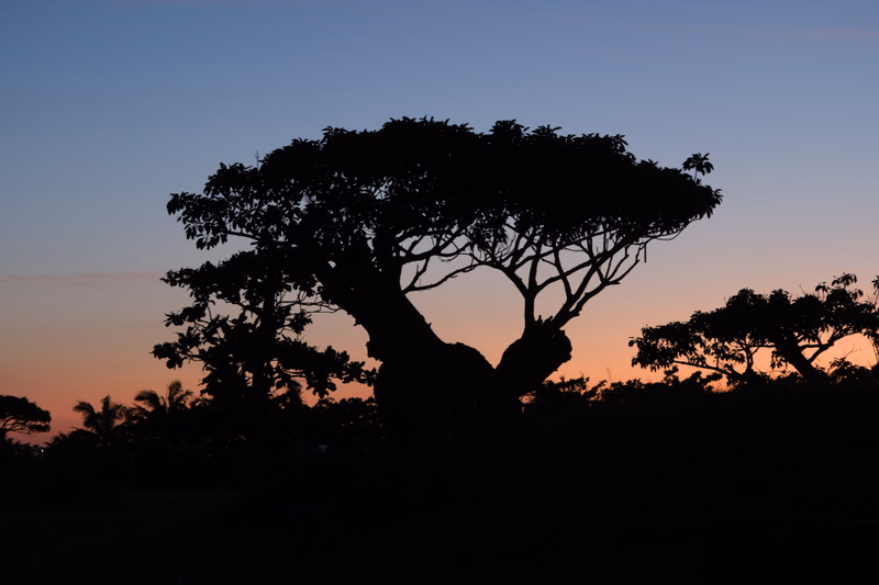 A large baobab tree silhouette against a colorful sunset sky in the savanna.